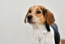 Caninas buscan un amor que supere las limitaciones físicas