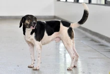 Caninas buscan un amor que supere las limitaciones físicas