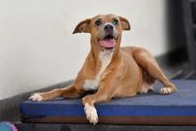 Caninas buscan un amor que supere las limitaciones físicas