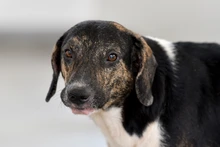 Caninas buscan un amor que supere las limitaciones físicas