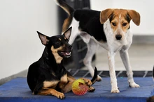 Caninas buscan un amor que supere las limitaciones físicas