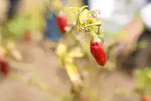 Soplan ‘Vientos de Libertad’ en Llano Verde