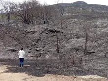 Incendios forestales arrasan la vida y desplazan la fauna en montañas de Cali