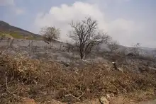 “No existen incendios espontáneos, es inadmisible que tengamos estas conductas sociópatas”: Secretario de Gestión del Riesgo de Cali