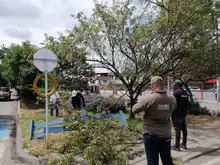 Caleños aliados en la protección del arbolado urbano