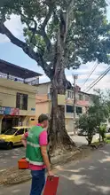 Caleños aliados en la protección del arbolado urbano