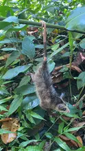 La zarigüeya: un vecino nocturno en Santiago de Cali