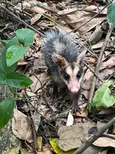 La zarigüeya: un vecino nocturno en Santiago de Cali
