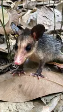 La zarigüeya: un vecino nocturno en Santiago de Cali