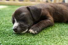 11 caninos encontraron hogar hoy, 20 esperan que les llegue el amor