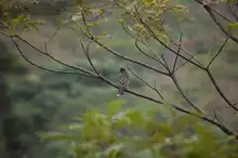 En tres horas se avistaron 65 aves, arrancó el censo de pájaros 