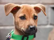 Cali celebró el Día Mundial de los Animales con servicios gratuitos para los consentidos del hogar