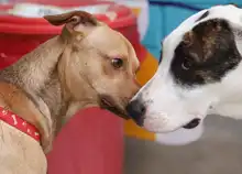 Cali celebró el Día Mundial de los Animales con servicios gratuitos para los consentidos del hogar