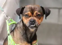 Cali celebró el Día Mundial de los Animales con servicios gratuitos para los consentidos del hogar