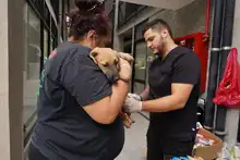 Cali celebró el Día Mundial de los Animales con servicios gratuitos para los consentidos del hogar