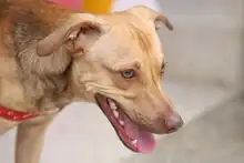 Cali celebró el Día Mundial de los Animales con servicios gratuitos para los consentidos del hogar