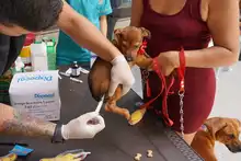Cali celebró el Día Mundial de los Animales con servicios gratuitos para los consentidos del hogar