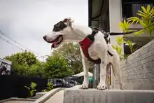 Cali celebró el Día Mundial de los Animales con servicios gratuitos para los consentidos del hogar