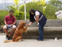 Cali celebró el Día Mundial de los Animales con servicios gratuitos para los consentidos del hogar