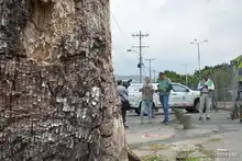 Pudo más la inconsciencia: autoridades ambientales tendrán que talar octogenaria Ceiba Pentandra