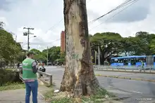Pudo más la inconsciencia: autoridades ambientales tendrán que talar octogenaria Ceiba Pentandra
