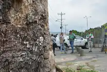 Pudo más la inconsciencia: autoridades ambientales tendrán que talar octogenaria Ceiba Pentandra