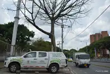 Pudo más la inconsciencia: autoridades ambientales tendrán que talar octogenaria Ceiba Pentandra
