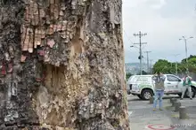 Pudo más la inconsciencia: autoridades ambientales tendrán que talar octogenaria Ceiba Pentandra