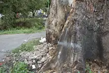 Pudo más la inconsciencia: autoridades ambientales tendrán que talar octogenaria Ceiba Pentandra