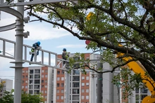 Marquesinas engalanan el Parque Pacífico