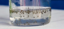 Número de casos de dengue en Cali ha crecido cinco veces desde mayo