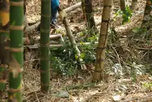 Dagma interviene guaduales de Cali