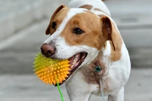 Animales rescatados del maltrato y abandono buscan un segundo hogar
