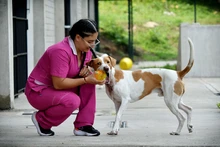 Animales rescatados del maltrato y abandono buscan un segundo hogar