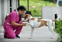 Animales rescatados del maltrato y abandono buscan un segundo hogar