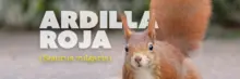 La ardilla común: tesoro natural en los bosques urbanos de Cali