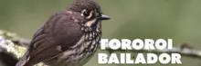 El Tororoi Bailador: un tesoro de la biodiversidad local