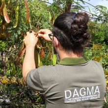 La leucaena es declarada como especie exótica invasora 