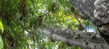 La leucaena es declarada como especie exótica invasora 