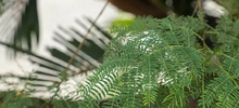 La leucaena es declarada como especie exótica invasora 