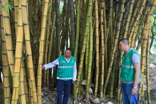 Gamau, un aliado en la protección del arbolado caleño