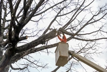Dos días tardará la tala de ceiba en la calle quinta