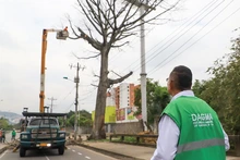 Dos días tardará la tala de ceiba en la calle quinta