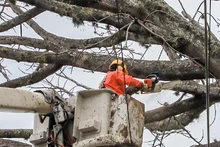 Dos días tardará la tala de ceiba en la calle quinta