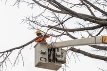 Dos días tardará la tala de ceiba en la calle quinta