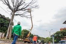 Dos días tardará la tala de ceiba en la calle quinta
