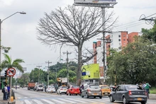 Dos días tardará la tala de ceiba en la calle quinta