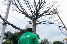 Dos días tardará la tala de ceiba en la calle quinta