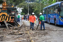 Dos días tardará la tala de ceiba en la calle quinta