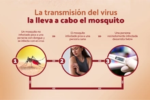 dengue